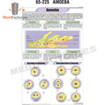 CHARTS-BOTANY-ZOOLOGY (Amoeba) (MFCH-8)