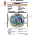 CHARTS-BOTANY-ZOOLOGY (Animal Cell) (MFCH-8)