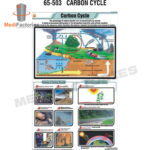 CHARTS-ZOOLOGY-SCIENCE (Carbon Cycle) (MFCH-9)
