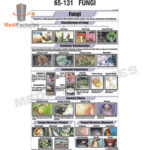 BOTANY CHART (Fungi) (MFCH-8)