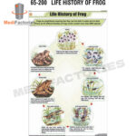 CHARTS-BOTANY-ZOOLOGY (Life History of Frog) (MFCH-8)