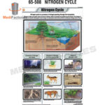 CHARTS-ZOOLOGY-SCIENCE (Nitrogen Cycle) (MFCH-9)