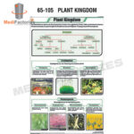 BOTANY CHART (Plant Kingdom) (MFCH-8)