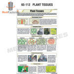 BOTANY CHART (Plant Tissues) (MFCH-8)
