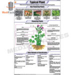 BOTANY CHART (Typical Plant) (MFCH-8)