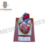 HUMAN HEART ON PLAQUE (MFMH-15)