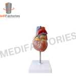 HUMAN HEART ON STAND (MFMH-16)