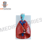 HUMAN LUNG WITH HEART (MFMH-44)
