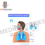 HUMAN RESPIRATORY SYSTEM *** 2 HOOK (MFMH-27)