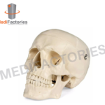 HUMAN SKULL (MFMH-38)