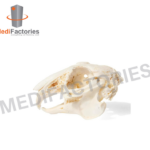 RABBIT SKULL (MFMH-49)